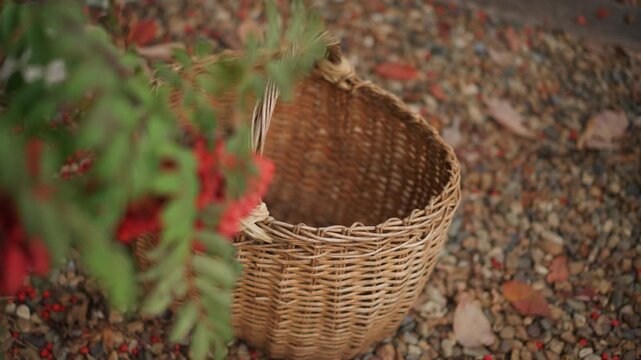 Wicker basket on gravel under bush empty woven basket beside white sneaker, scattered red berries and leaves, soft bokeh and warm autumn light, gardener preparing harvest, gentle rustic atmosphere