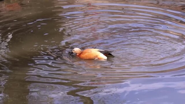 Graceful Duck Bathing and Splashing Water in Serene Pond, Static Shot Nature Footage