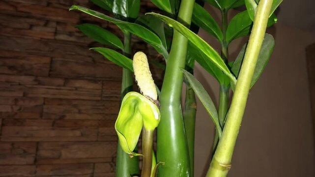 Zamioculcas plant blooming indoors with rare flower spike, close-up of green stems and leaves, suitable for home decor, gardening, botany, houseplant care, and lifestyle content.