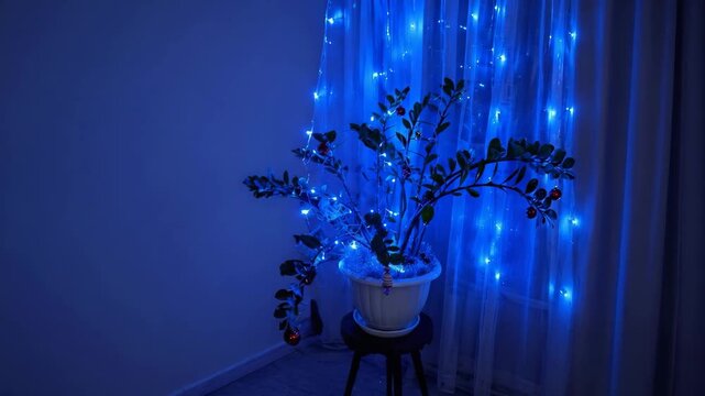 Indoor plant decorated with blue fairy lights near window, creating cozy evening atmosphere for home decor, lifestyle, relaxation, holiday styling, and interior design visuals.
