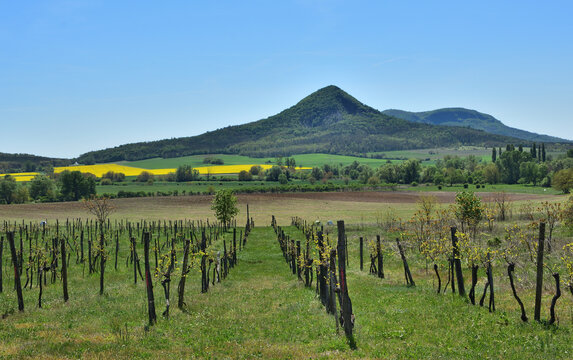 Scenic vineyard rows in the Balaton Uplands leading toward the volcanic hills of Gul&aacute;cs and Badacsony.