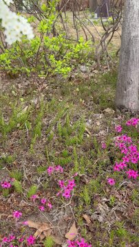 Tilt-up shot from pink moss phlox to spiraea thunbergii
