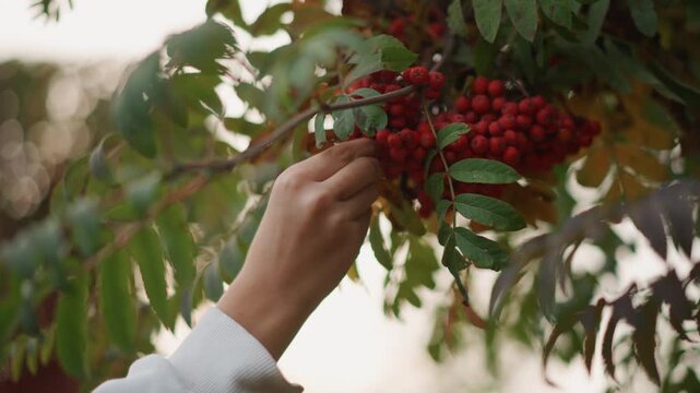 Closeup hands picking red rowan berries, home gardener gathers ripe clusters from leafy branch in soft dusk light, white sleeve, gentle touch, warm bokeh backdrop, rustic mood, slow living, seasonal