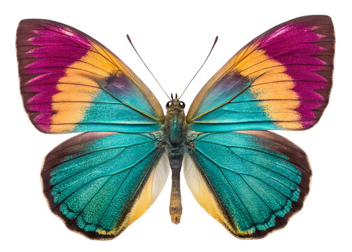 Beautiful colorful butterfly with bright pink blue and orange patterns on wings