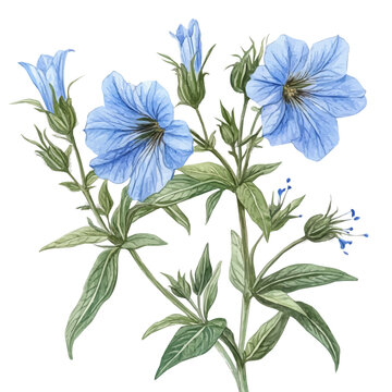 Scaevola Flower, clipart vector in watercolor style with flowing brushwork, isolated on a white background.