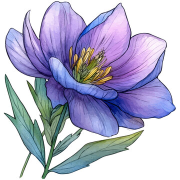 Scaevola Flower, clipart vector in watercolor style with flowing brushwork, isolated on a white background.