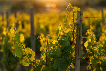 Fototapeta premium Vineyard at sunset with warm golden light on grapevine leaves