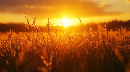 Fototapeta premium Golden sunrise illuminates a serene field of wheat, casting a warm, ethereal glow over the tranquil morning landscape.