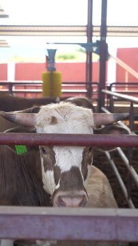 Close up of calm cattle looking at camera in farm environment, detailed animal portrait with natural light, peaceful rural scene, symbolic visual for Eid al-Adha concept, high quality footage