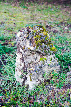 Old weathered limestone rock in a field. Cavities served as a microhabitat for various small organisms like vibrant Mosses, succulents, and Lichens.