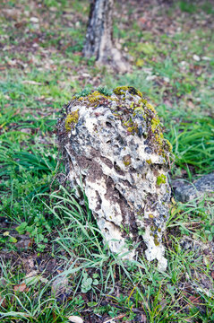 Old weathered limestone rock in a field. Cavities served as a microhabitat for various small organisms like vibrant Mosses, succulents, and Lichens.