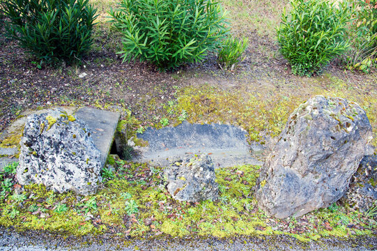 Old weathered limestone rock in a field. Cavities served as a microhabitat for various small organisms like vibrant Mosses, succulents, and Lichens.