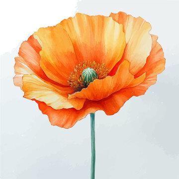 watercolor of Papaver Flower, isolated on a white background.