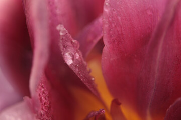 Naklejka premium Close-up selective soft focus yellow, pink purple peony Flower bud Petals with Water Drops. Natural art smoke blur background.