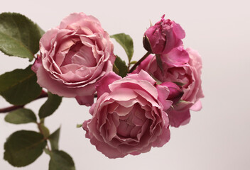 Obraz premium Close-up pink cream Rose Flower bud petal, leaf bouquet on beige gray. Natural background.