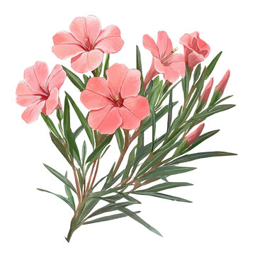 Oleander Flower, clipart watercolor vector, isolated on a white background.