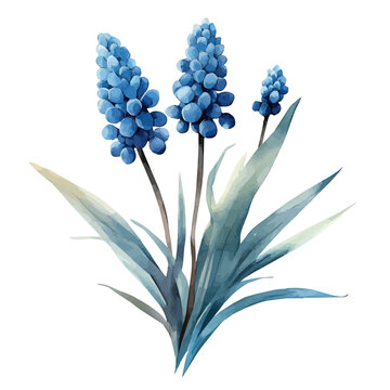 watercolor of Muscari Flower, isolated on a white background.