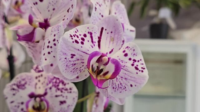 Close up macro video of beautiful phalaenopsis orchid flowers with white and purple spotted petals blooming indoors, elegant floral nature concept