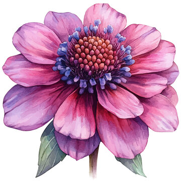 Monarda Flower, vector watercolor clipart with soft pastel strokes, isolated on a white background.
