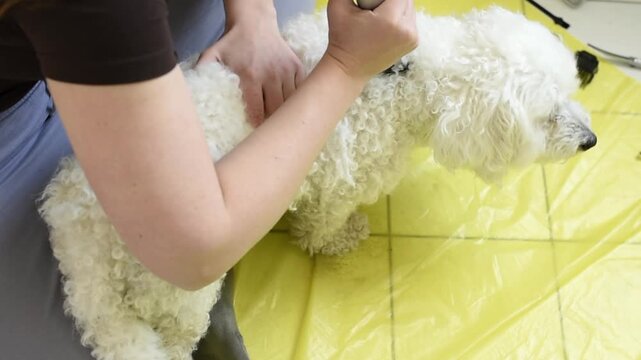 High angle view of a woman using electric clippers to groom a white Bichon Frise dog at home in Paris. The dog stands on a yellow surface while its back fur is trimmed.