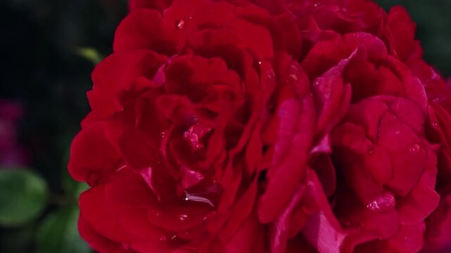 red rose with water drops