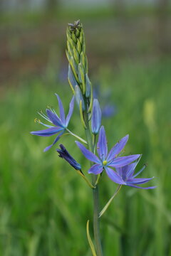 great camas in flower (Camassia leichtlinii)