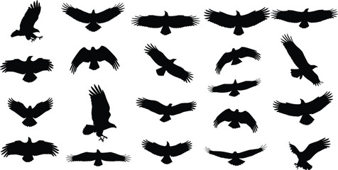 Fototapeta premium Flying bird silhouettes collection isolated on white background various wing poses raptor birds wildlife freedom design set
