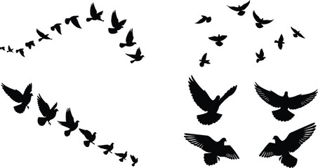 Obraz premium Flying bird silhouettes flock formation set isolated on white background perspective motion wildlife freedom nature design elements