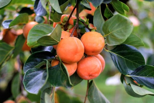 ripe apricots on a tree