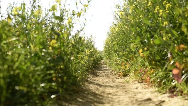 Ground level view of a narrow dirt path through a field of green plants with yellow wildflowers swaying in the wind.