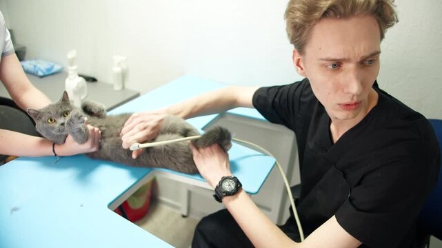 Technician supports cat during scan. Animal health team performs abdominal scan. Skilled caucasian male veterinarian and assistant work together to ultrasound cat effectively in clinic for pets