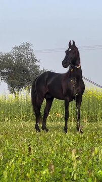 Stallion standing in meadow against clear sky during daytime