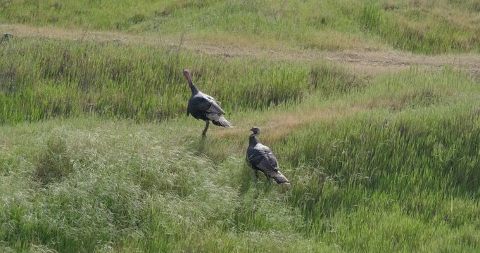 Turkeys Walking Over Grass Berm