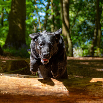 black labrador retriever jumping over a log