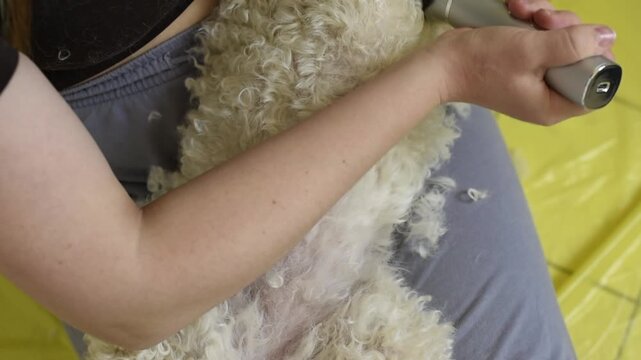 Close-up of a woman using electric clippers to groom a white Bichon Frise dog at home in Paris. The tool trims the thick curly fur on the animal's body.