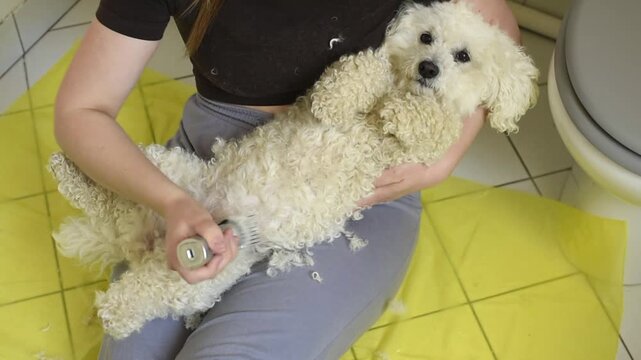 Woman grooming a white Bichon Frise dog with an electric trimmer in a Parisian apartment. The dog is lying on its back while its fur is being clipped.