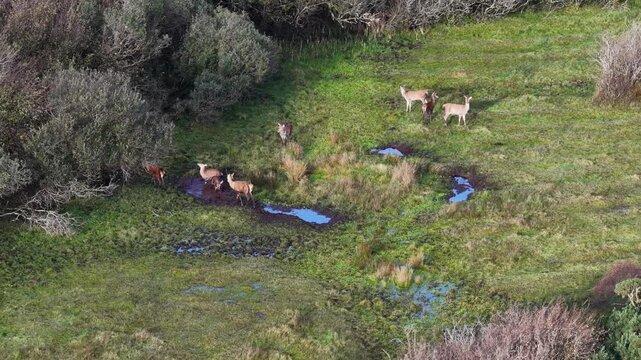 Red deer stags and hinds wallowing in the mud during the rut in County Donegal, Ireland