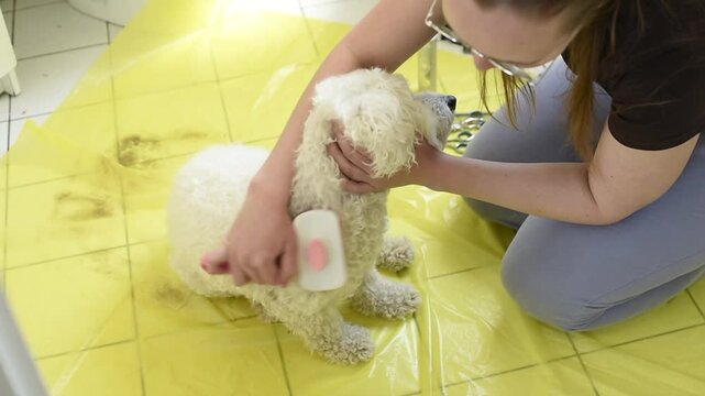 A woman in a Parisian apartment brushes a white Bichon Frise dog with a slicker brush. The dog stands on a yellow surface during the grooming preparation.