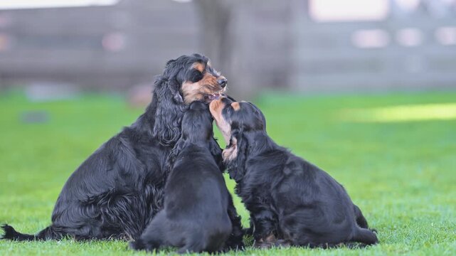 Funny dog family with spaniel puppies running and playing indoors, 4K slow motion