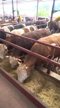 Close up of cattle feeding in holding pen inside slaughterhouse facility, camera moving along feeding line showing livestock waiting in organized environment, vertical documentary footage.