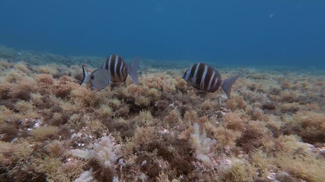 Meditarranean Sea reef - Imperial breams