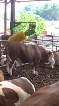Cattle Relaxing with Automatic Scratching Brush in Farm Barn, Happy Cow Self-Grooming with Mechanical Brush in Cattle Farm