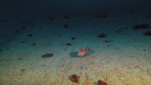 Deep underwater - Pearly razorfish buring itself