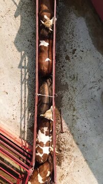 Aerial View of Cattle Moving in Single File Through Livestock Handling Chute in Processing Facility
