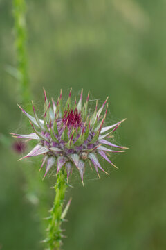 Macro of a purple thistle bud about to bloom in a green field. Detailed view of sharp thorns and textured petals in natural light. Beautiful wild flora scene in a summer meadow background.