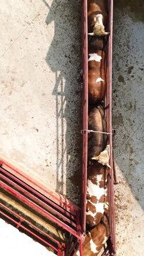Aerial View of Cattle Moving in Single File Through Livestock Handling Chute in Processing Facility