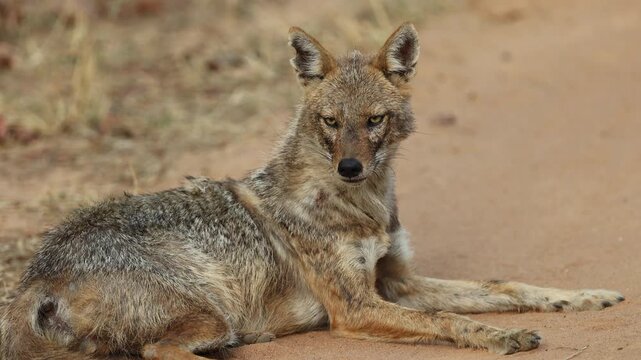 Indian jackal alert portrait, wild golden jackal lying on sandy forest road with sharp amber eyes and pricked ears, Bandhavgarh National Park tiger reserve India, 4K UHD wildlife footage