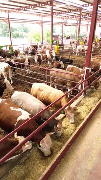 Aerial drone footage of cattle feeding area with organized herd of cows in industrial livestock farm, top view