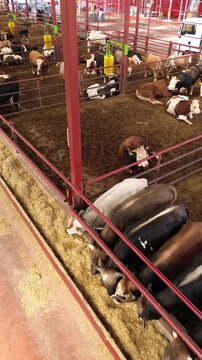 Aerial drone footage of cattle feeding area with organized herd of cows in industrial livestock farm, top view