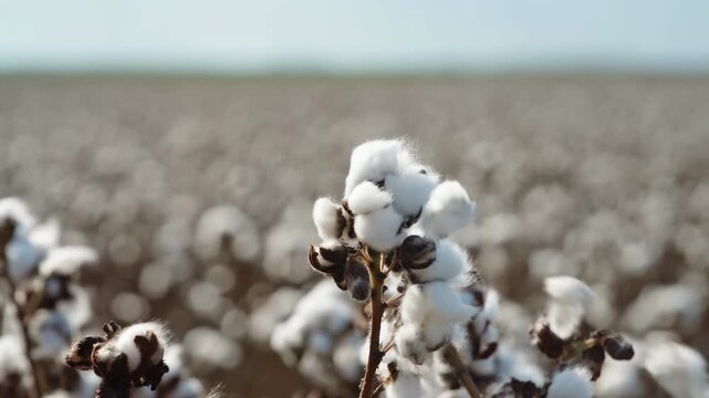 Closeup Of Cotton Bolls Under Sunlight. Focused Shot Of Cotton Bolls With Atmospheric Farm Elements